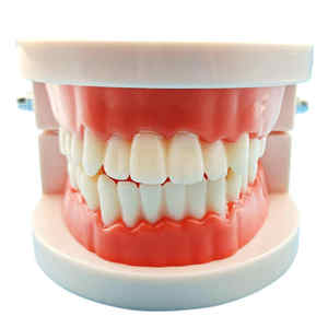 Insegnamento dentale Standard Modle denti bianchi per adulti modello Standard per spazzolatura della protesi modello orale - Product Image 2