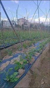 Nhà máy LEO <span class=keywords><strong>Net</strong></span> cho nông nghiệp cà rốt dưa chuột Trung Quốc Yam niềm đam mê trái cây - Product Image 4