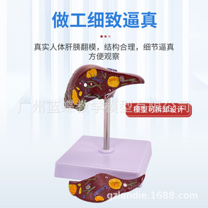 Modèle d'anatomie hépatique humaine pour simulation médicale, hilaire hépatique, vésicule biliaire, structure des voies biliaires, organe du système digestif - Product Image 3