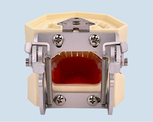 Modèle dentaire anatomique en silicone médical, structure de la mâchoire et des dents, pour l'enseignement des sciences médicales - Product Image 2