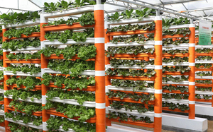 Rau lá nft thủy canh kênh nft thủy canh - Product Image 3