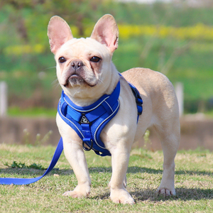 Tali kekang anjing dapat diatur antipelarian kustom dengan tali penuntun - Product Image 5