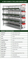 Cage à poules en H entièrement automatique pour la production commerciale d'œufs avec système d'alimentation, d'abreuvement, de collecte des œufs et de convoyeur à fumier
