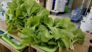 Tour de culture hydroponique verticale intelligente de grande taille pour serre avec système de circulation d'eau automatisé pour laitue, fraises et piments - Product Image 3