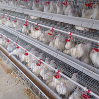 Système de cages à volaille automatique de type A bon marché pour l'élevage de poules pondeuses en métal et en acier pour poules pondeuses dans des poulaillers