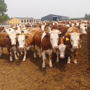 Nueva tecnología inteligente cría vaca rumen cápsulas ganado ovino cría de animales localizador de salud en tiempo Real WiFi GSM - Product Image 3