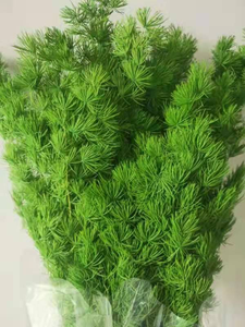 Decorazione Bestseller: Fiori Secchi, Felce Ming Conservata, Sfondo per Matrimoni e Decorazioni Murali - Product Image 3