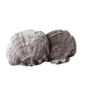 Healthy <strong>Ganoderma</strong> Applanatum Tea High Quality <strong>Lingzhi</strong> - Product Image 5