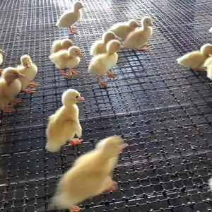 Dân sự nhựa geogrid dân sự chăn nuôi Net dân sự nông sản sản phẩm lưu trữ Net - Product Image 3