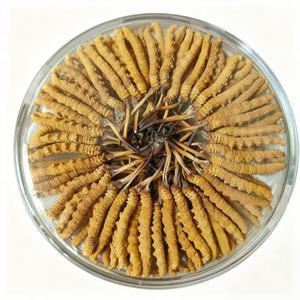 Grosir pemasok Cina <span class=keywords><strong>Cordyceps</strong></span> Natural Premium Sinensis untuk beberapa penggunaan - Product Image 6