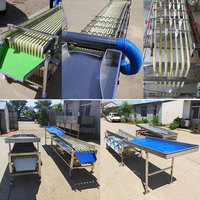 Fruitwas-En Sorteermachine Kleine Fruitsorteermachine Fruitsorteermachine Kalibratiemachine