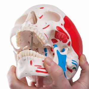 Modelo <span class=keywords><strong>de</strong></span> Cráneo Musculoso Pintado a Tamaño Real con Mandíbula Móvil, Suturas Claras, Herramienta <span class=keywords><strong>de</strong></span> Enseñanza <span class=keywords><strong>de</strong></span> Anatomía Médica para Entrenamiento Escolar - Product Image 3