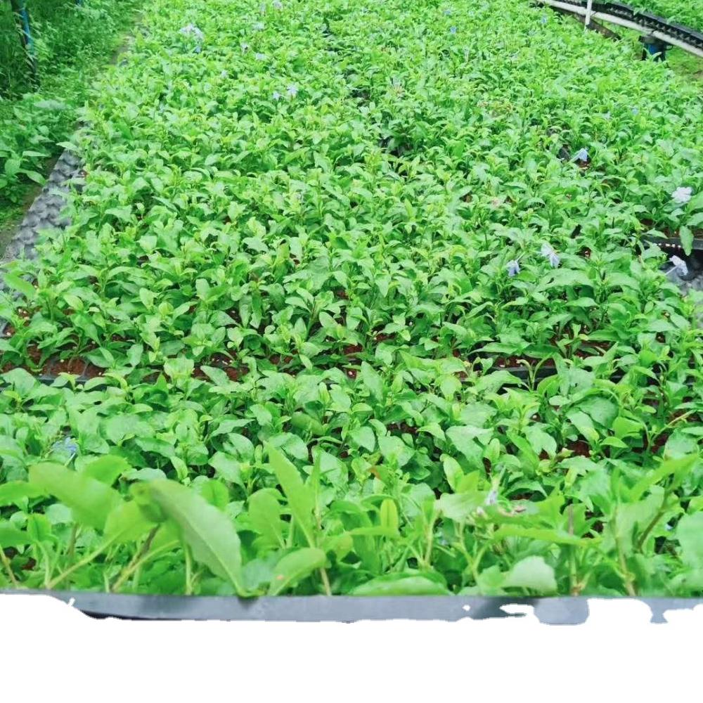 Саженцы растений прямые продажи с фабрики по доступным ценам и большие поставки голубой снежинки