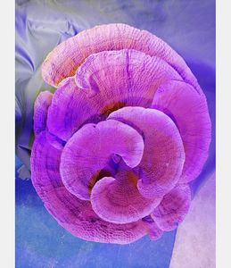 Hoge Kwaliteit Kunstmatige Koraalrif Decoratie - Product Image 5