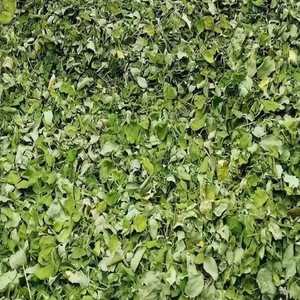 Fournisseurs de gros Poudre de feuilles de Moringa avec protéines et vitamines pour la santé Poudre par fabricant indien de qualité supérieure - Product Image 1