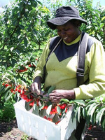 Bacs de récolte en plastique ondulé pour la conservation des fruits Cherry Orchard Corflute