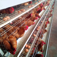 Vente en gros et au prix le plus bas Cage pour poulets de chair Cage pour poulets de chair Cages pour batterie pour volaille Poulet pondeuse
