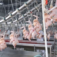 800 oiseaux par heure abattoir refroidisseur poulets ligne d'abattage automatique