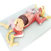 Modèle d'anatomie de chat grandeur nature 10 pièces Muscles et organes internes d'animaux modèle 3D enseignement de la biologie médicale féline