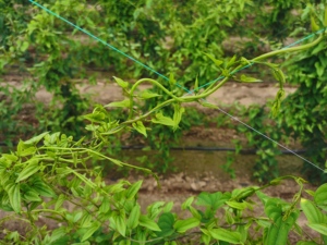 HDPE 2M * 100M tarım netleştirme takviyeli tırmanma salatalık için kesme hizmeti bitki kafes <span class=keywords><strong>Net</strong></span> ile bitki destek ağı - Product Image 6