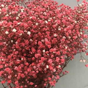 Regalo <span class=keywords><strong>de</strong></span> San Valentín, Gypsophila <span class=keywords><strong>Paniculata</strong></span> Seca y Preservada, <span class=keywords><strong>Flor</strong></span> <span class=keywords><strong>de</strong></span> Baby's Breath Eterna - Product Image 4