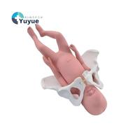 Modelo Flexible de Pelvis Femenina y Feto a Termen para Demostración de Parto Obstétrico y Entrenamiento de Partería