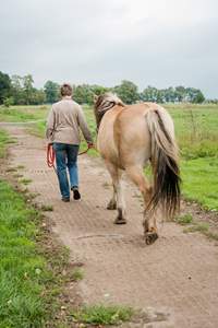 Alfombrillas de barro para paddock, rejillas de hierba de plástico para pavimentación permeable para uso ecuestre de estabilización de suelo de <span class=keywords><strong>Arena</strong></span> de caballos - Product Image 3