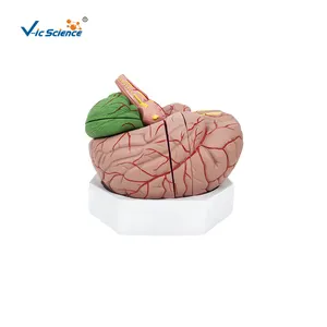 Modello di insegnamento del cervello ingrandito per l'anatomia del corpo di biologia 3d