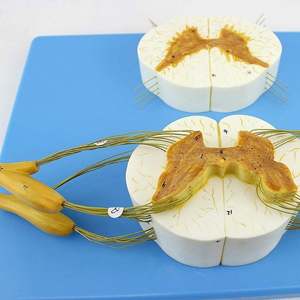 KyrenMed Modelo de Columna de Soporte para Médula Espinal <span class=keywords><strong>y</strong></span> Sistema Nervioso Periférico 5X Veces - Product Image 5