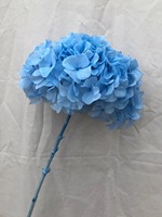 LUYI - Hoogwaardige grote hortensia's met grote bladeren, gedroogd, babyroze, paars, wit, groen, grote blauwe hortensia bloemen, geconserveerd