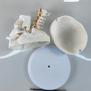 Modelo de Cráneo Humano con Columna <span class=keywords><strong>Cervical</strong></span>, Tamaño Real, <span class=keywords><strong>Esqueleto</strong></span> para Pintura de Naturaleza Muerta, Ayuda Didáctica, Cráneo Desmontable - Product Image 3