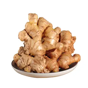 High Quality Fresh Elephant Ginger Wholesale Fresh Ginger Exporters