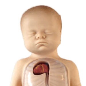 Nouveau-né réaliste de mannequin de corps entier de BIX-L67B avec la canule de veine centrale pour la formation des étudiants en sciences médicales - Product Image 2