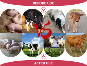 Additivo Alimentare OEM per Vitelli e Agnelli, Polvere di Calcio Super Concentrata, Integratore per Ossa e Articolazioni per Bestiame, per Animali Forti e in Piedi - Product Image 2