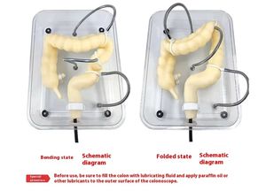 แบบจำลองการฝึกส่องกล้องตรวจลำไส้ใหญ่ทางวิทยาศาสตร์การแพทย์ อวัยวะลำไส้ใหญ่จำลองแบบนุ่มสำหรับการสอน - Product Image 6
