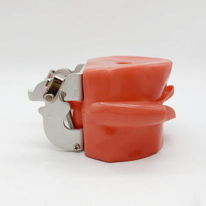 نموذج ممارسة طب الأسنان مكون من 28 قطعة لتمارين الفم بالكامل بأسنان قابلة للفصل - Product Image 2