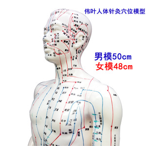 Modelo de Acupuntura Femenina de Alta Definición de 50 cm con Meridianos y Puntos para Masajes de Salud y Uso Antiescolico - Product Image 3