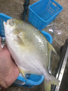 Pompano Dorado / Pomfret Entero Congelado de Cultivo en Jaula de Aguas Profundas, 400-600g, 500-600g, 800g+, <span class=keywords><strong>Trachinotus</strong></span> Blochii - Product Image 5