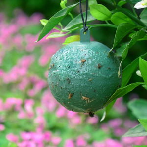 Trampas Adhesivas de Plástico Verde/Amarillo <span class=keywords><strong>para</strong></span> <span class=keywords><strong>Moscas</strong></span> de la Fruta, Bolas Adhesivas Amarillas <span class=keywords><strong>para</strong></span> Mosquitos de los Hongos, <span class=keywords><strong>para</strong></span> Plantas - Product Image 6