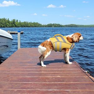 Gilet de sauvetage robuste pour chien, réfléchissant, flottant, haute flottabilité, avec poignée de sauvetage, pour toutes les races de chiens - Product Image 2