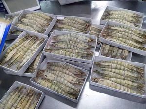 Gamberetti di tigre nera congelati - Product Image 4