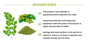 批发销售摩里根叶提取物摩里根叶粉 - Product Image 3