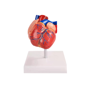 โมเดลพลาสติกพีวีซีรูปหัวใจกายวิภาคศาสตร์ของ ADA-A1068สำหรับโรงเรียนและโรงพยาบาลวิทยาศาสตร์การแพทย์ทางการศึกษาขนาดธรรมชาติ - Product Image 1