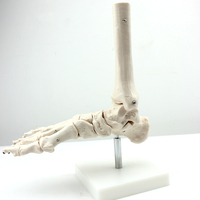 Modelo de esqueleto humano a la venta en China