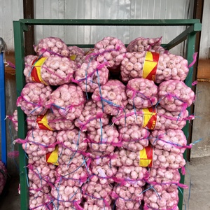 Ajo Fresco, Ail Fresco, Alho Fresco, Ajo Blanco Fresco, Ail Fresco Liliáceo, Precio al por Mayor, Marca Óptima - Product Image 5