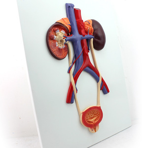 Medizinisches Modell des menschlichen Harn systems Nieren anatomie modell Medizinisches Modell für Harnleiter-Harnröhre - Product Image 6