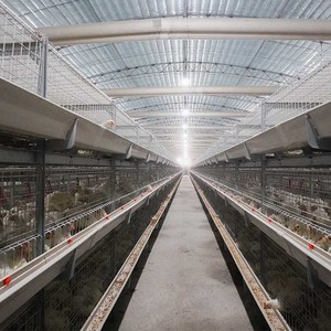 Tự động Gà Thịt Gà Nuôi h loại pin gia cầm Thiết bị Gà Nuôi và wast Gà Thịt lồng - Product Image 4