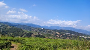 Органический Чай пуэр Юньнань, Золотой квадрат, сиу туоча, Темный чай из фарфора, специальный чай в мешках - Product Image 6