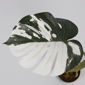 <span class=keywords><strong>Plante</strong></span> artificielle Monstera 80cm Faux <span class=keywords><strong>Albo</strong></span> Monstera Arbre avec des feuilles blanches et vertes pour la décoration de la maison et du salon - Product Image 2