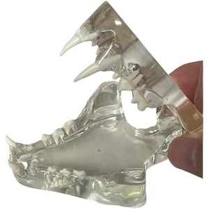 Modèle anatomique transparent de dents d'animaux, mâchoire dentaire pour outil éducatif vétérinaire (Chat) Transparent - Product Image 5